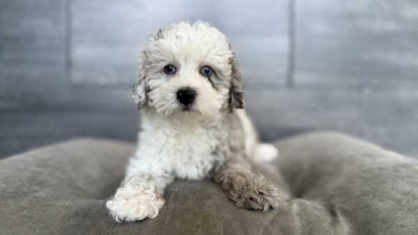 [#26187-01]  - F Poodle Mini Puppies for Sale