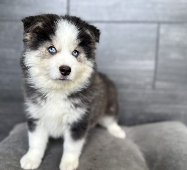[#26664-02]  - Gray / White M Pomsky Puppies for Sale