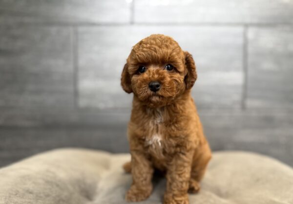 [#26764-02]  - Red M Poodle Puppies for Sale