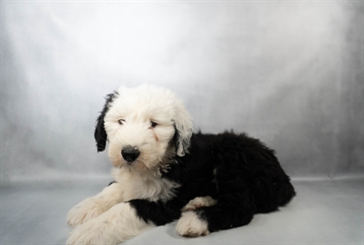 [#N00730]  - Black and White M Old English Sheepdog Puppies for Sale