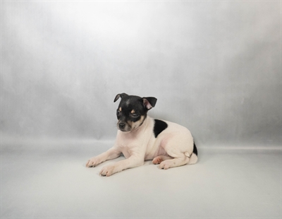 [#N02473]  - Black and Tan F Chihuahua Puppies for Sale