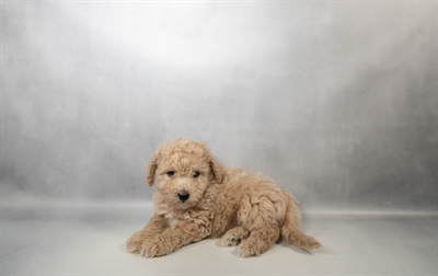 [#N02626]  - Apricot M Bichon Poo Puppies for Sale