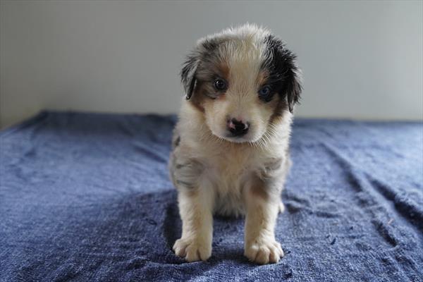 [#26878-04]  - Blue Merle M Australian Shepherd Puppies for Sale