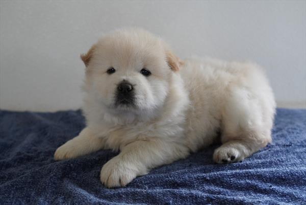 [#261020-03]  - Cream F Chow Chow Puppies for Sale