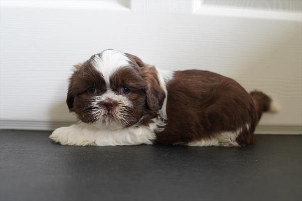 [#26912-04]  - Brown / White F Shih Tzu Puppies for Sale