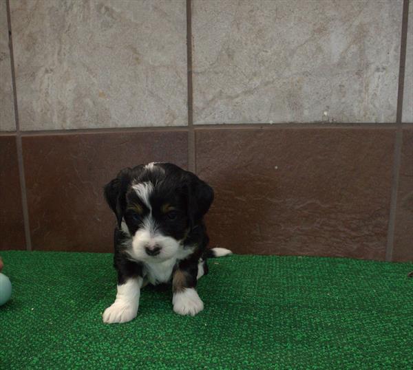 [#26977-04]  - Black M Bernedoodle Mini 2nd Gen Puppies for Sale