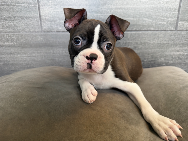 [#26711-04]  - Black Brindle / White M Boston Terrier Puppies for Sale