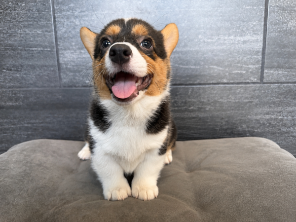 [#N03583]  - Black and Tan F Pembroke Welsh Corgi Puppies for Sale