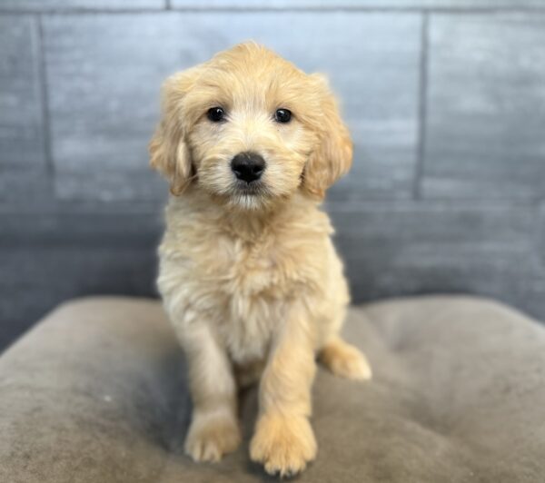 [#26836-01]  - Cream / White M Goldendoodle Mini Puppies for Sale