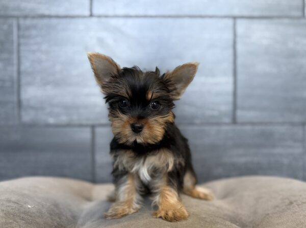 [#26659-01]  - Black / Tan M Yorkshire Terrier Puppies for Sale