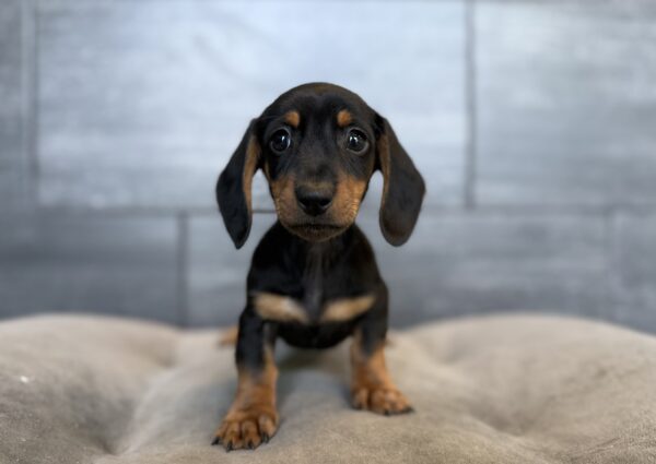 [#26157-03]  - Black / Tan M Dachshund Puppies for Sale