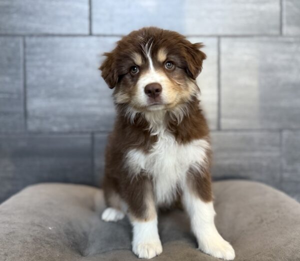 [#26794-07]  - Red F Miniature American Shepherd Puppies for Sale