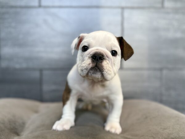 [#2680-04]  - White M English Bulldog  Puppies for Sale