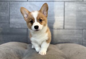 Petland Murfreesboro, Tennessee Pembroke Welsh Corgi puppy available