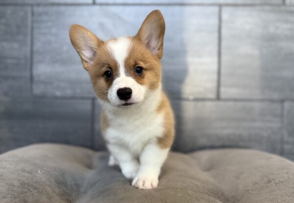 [#26906-03]  - Red / White M Pembroke Welsh Corgi Puppies for Sale
