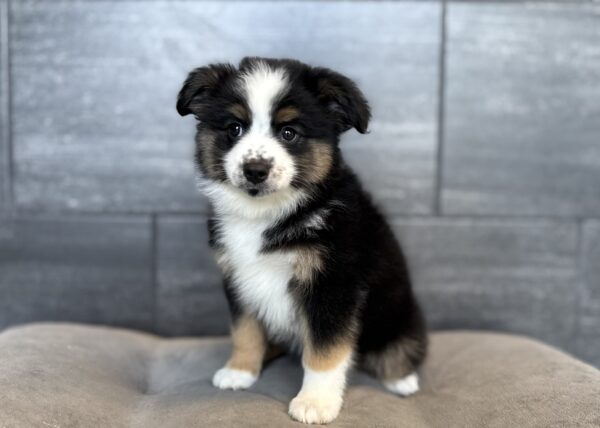 [#26840-04]  - Black / White M Miniature Australian Shepherd Puppies for Sale