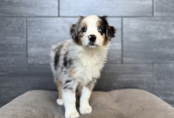 [#26878-04]  - Blue Merle M Australian Shepherd Puppies for Sale
