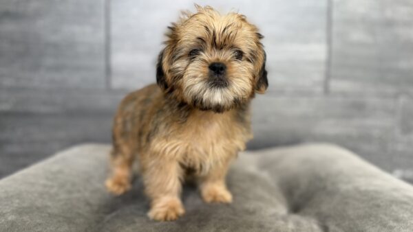 [#26162-02]  - Belge M Shiffon Puppies for Sale