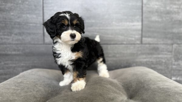 [#26977-04]  - Black M Bernedoodle Mini 2nd Gen Puppies for Sale