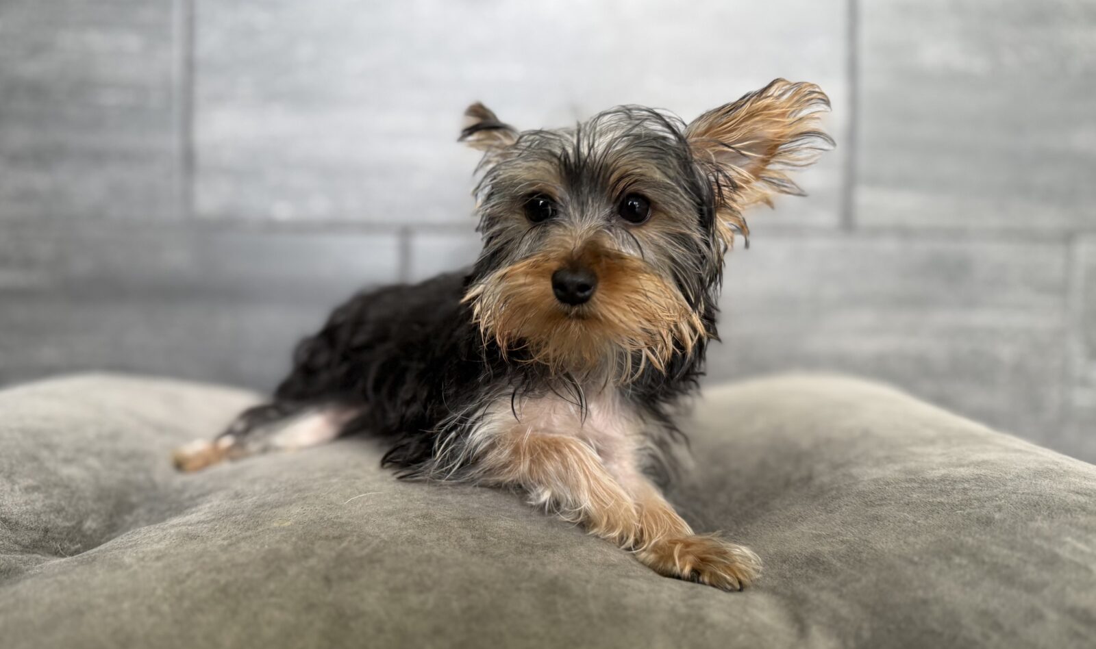 Yorkshire Terrier – 4342