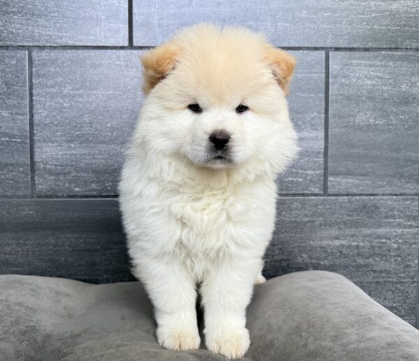 [#261020-03]  - Cream F Chow Chow Puppies for Sale