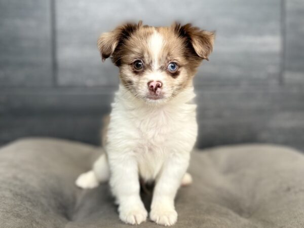 [#N03358]  - Red Merle M Shiranian Puppies for Sale