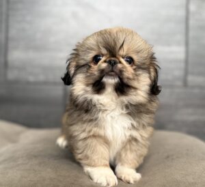 Petland Murfreesboro, Tennessee Pekingese puppy available