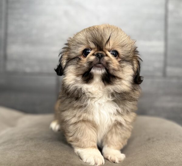 [#N03786]  - Sable M Pekingese Puppies for Sale