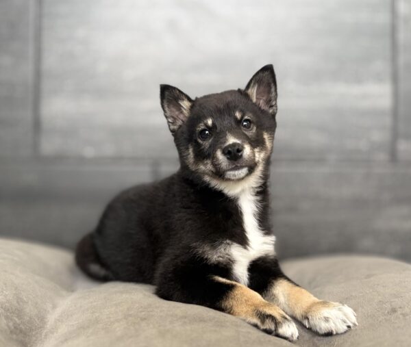 [#N03301]  - Black and Tan F Shiba Inu Puppies for Sale