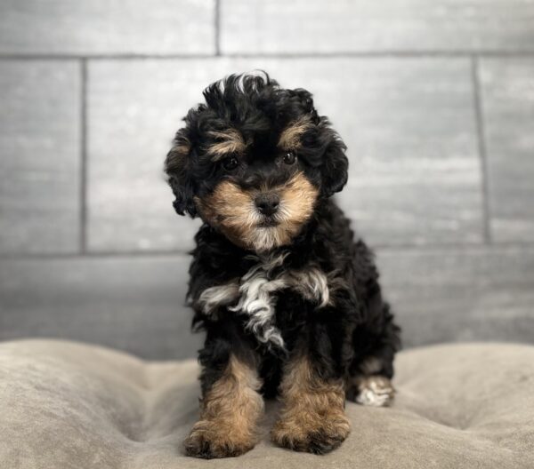[#26820-02]  - Black F Schnoodle Puppies for Sale
