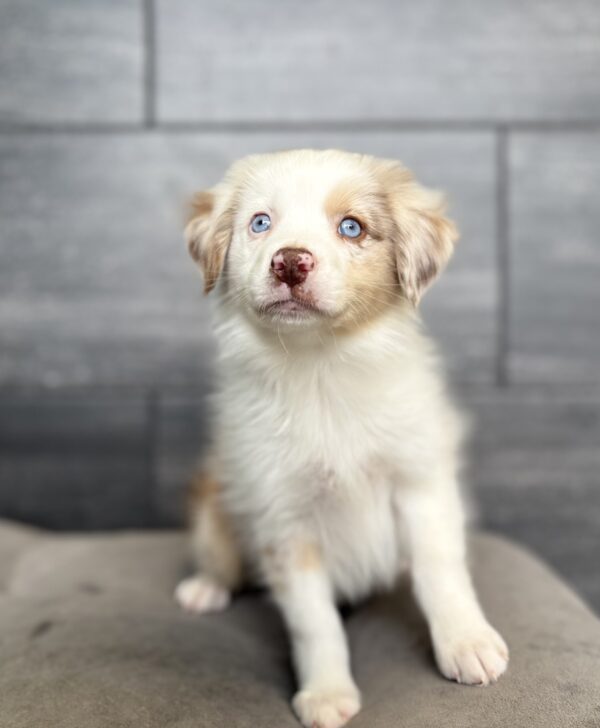 [#26835-02]  - Red Merle M Miniature Australian Shepherd Puppies for Sale