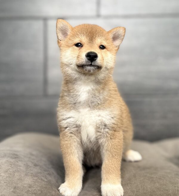 [#26880-02]  - Red M Shiba Inu Puppies for Sale