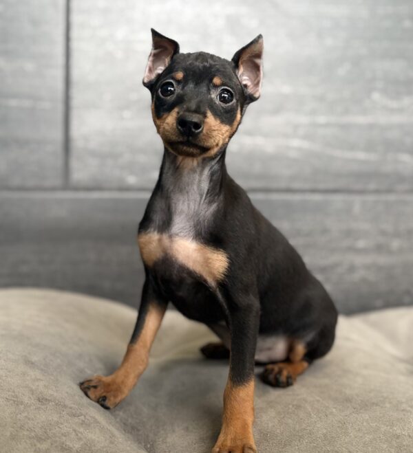 [#26263-06]  - Black / Tan F Miniature Pinscher Puppies for Sale
