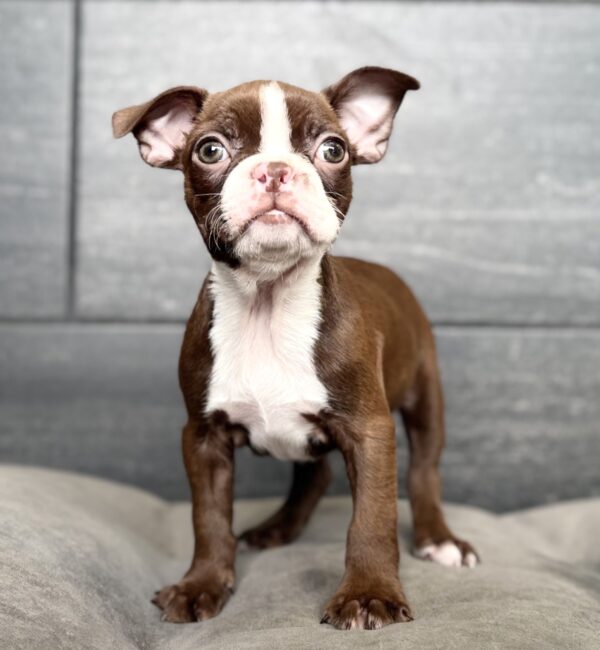 [#26228-01]  - Seal / White M Boston Terrier Puppies for Sale