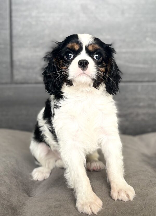 [#26164-01]  - Black White / Tan M Cavalier King Charles Spaniel Puppies for Sale