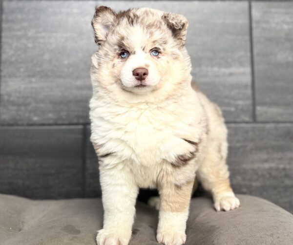 [#26208-03]  - Chocolate Merle F Pomsky 2nd Gen Puppies for Sale