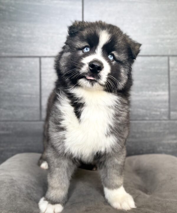 [#N03473]  - Agouti and white M Siberian Husky Puppies for Sale