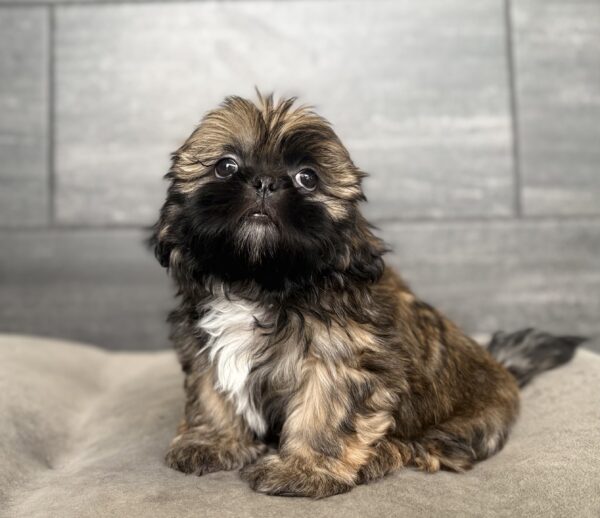 [#26916-01]  - Brown M Shih Tzu Puppies for Sale