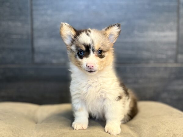 [#26285-01]  - Blue Merle F Pembroke Welsh Corgi Puppies for Sale