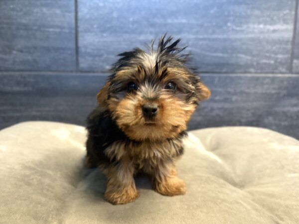 [#26223-01]  - M Yorkshire Terrier Puppies for Sale