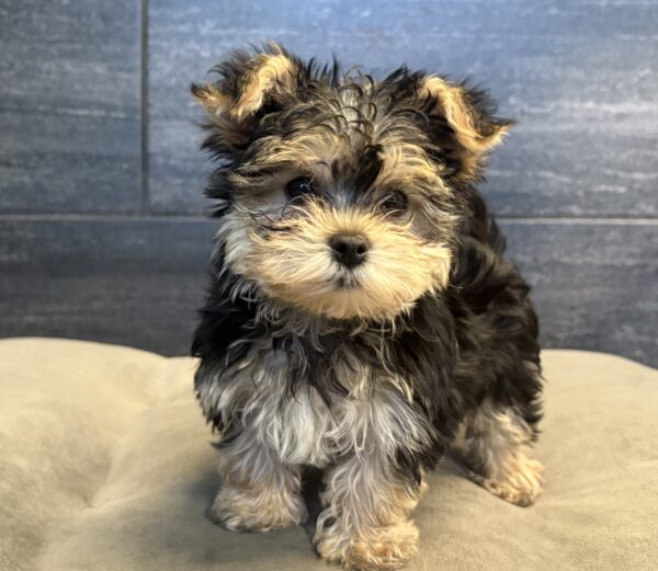 [#26221-02]  - M Morkie Puppies for Sale