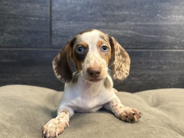 [#26158-01]  - Chocolate / Tan M Dachshund Puppies for Sale
