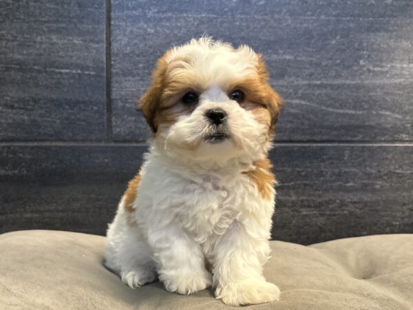 [#261182-01]  - Brown / White M Teddy Bear Puppies for Sale