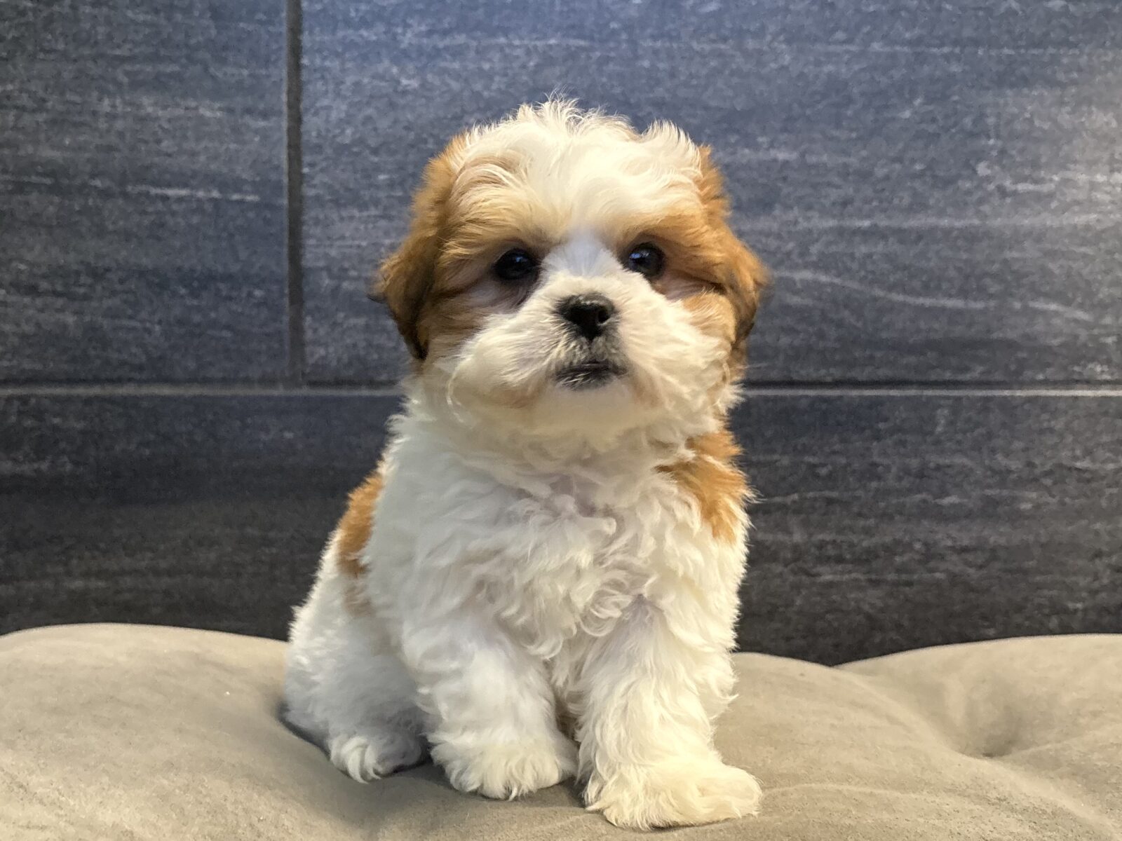 Teddy Bear – 4338