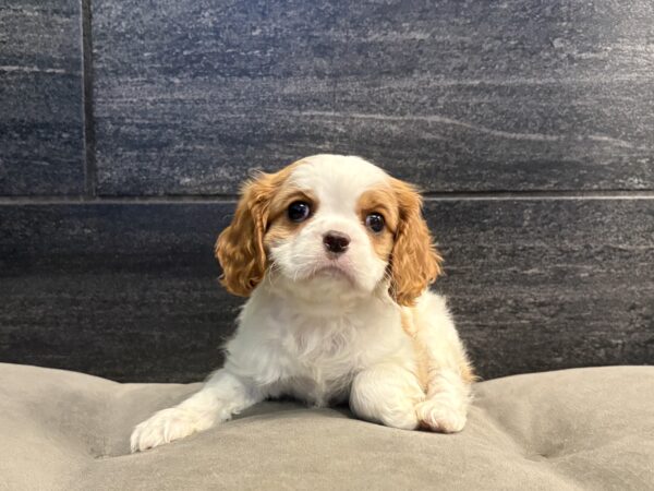 [#261092-04]  - Blenheim F Cavalier King Charles Spaniel Puppies for Sale