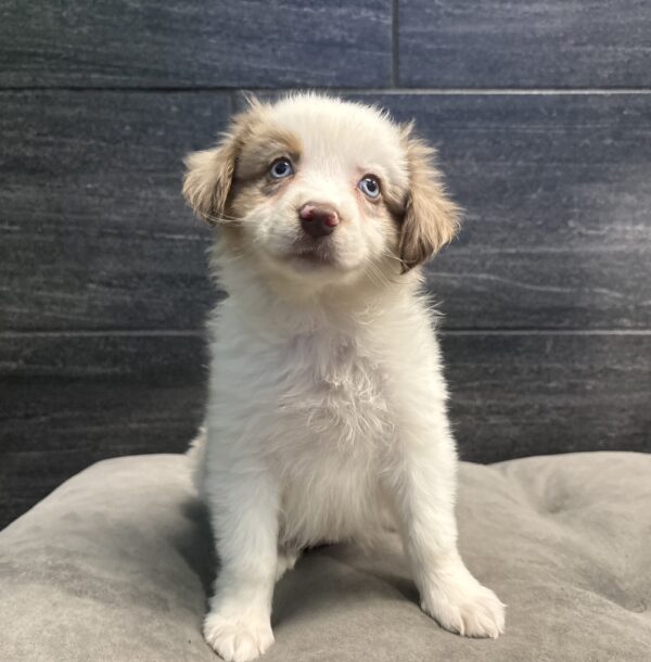 [#26948-01]  - Red Merle M Australian Shepherd Puppies for Sale