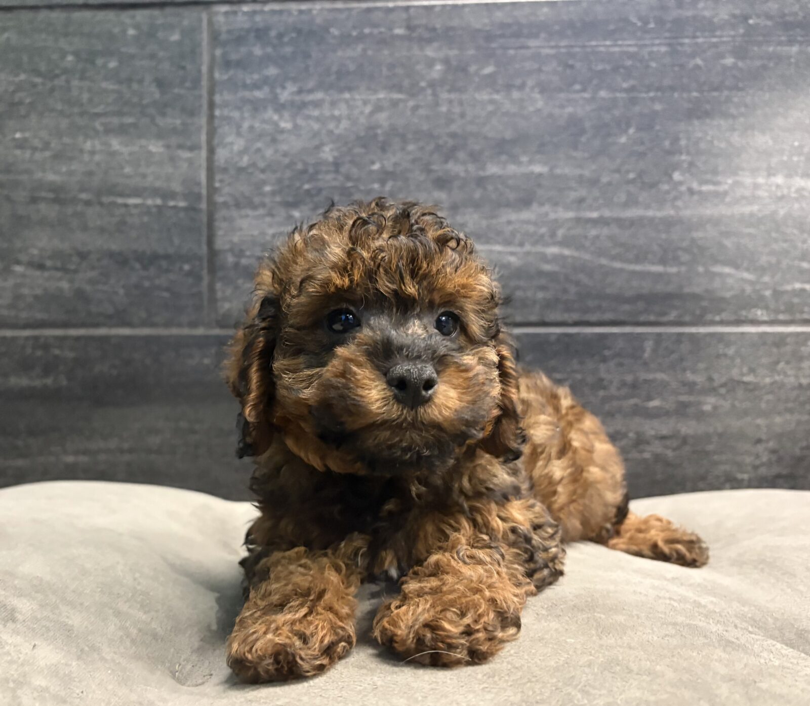 Poodle in Smyrna, TN
