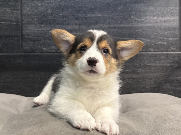 [#261000-04]  - Black Tan / White F Pembroke Welsh Corgi Puppies for Sale