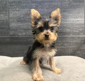 Yorkshire Terrier – 4335