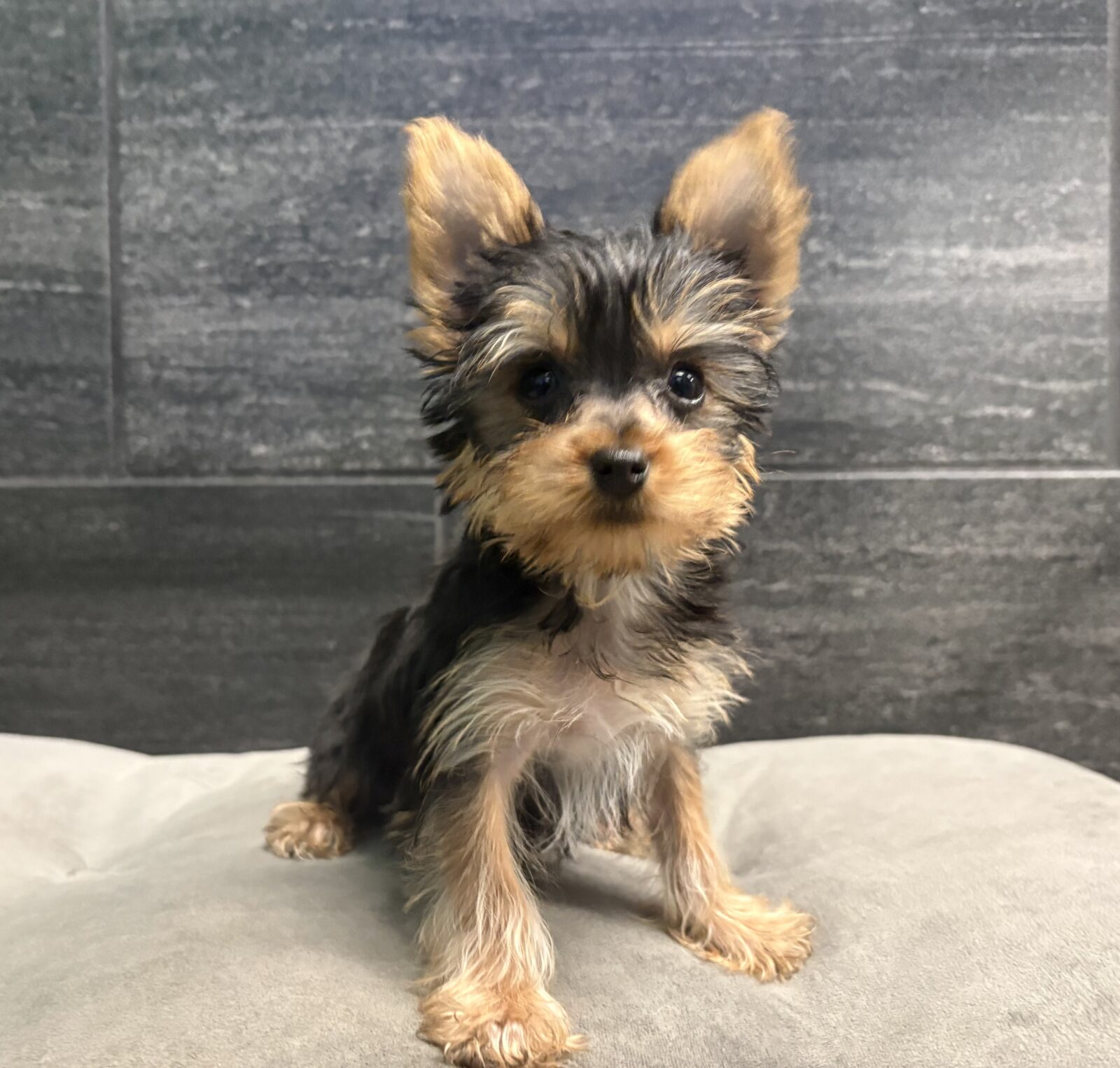 Yorkshire Terrier in Smyrna, TN